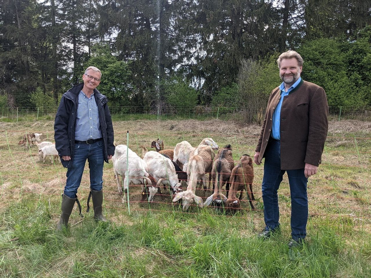Ziegenbeweidung am Ascherbach Ziegenbeweidung Ascherbach