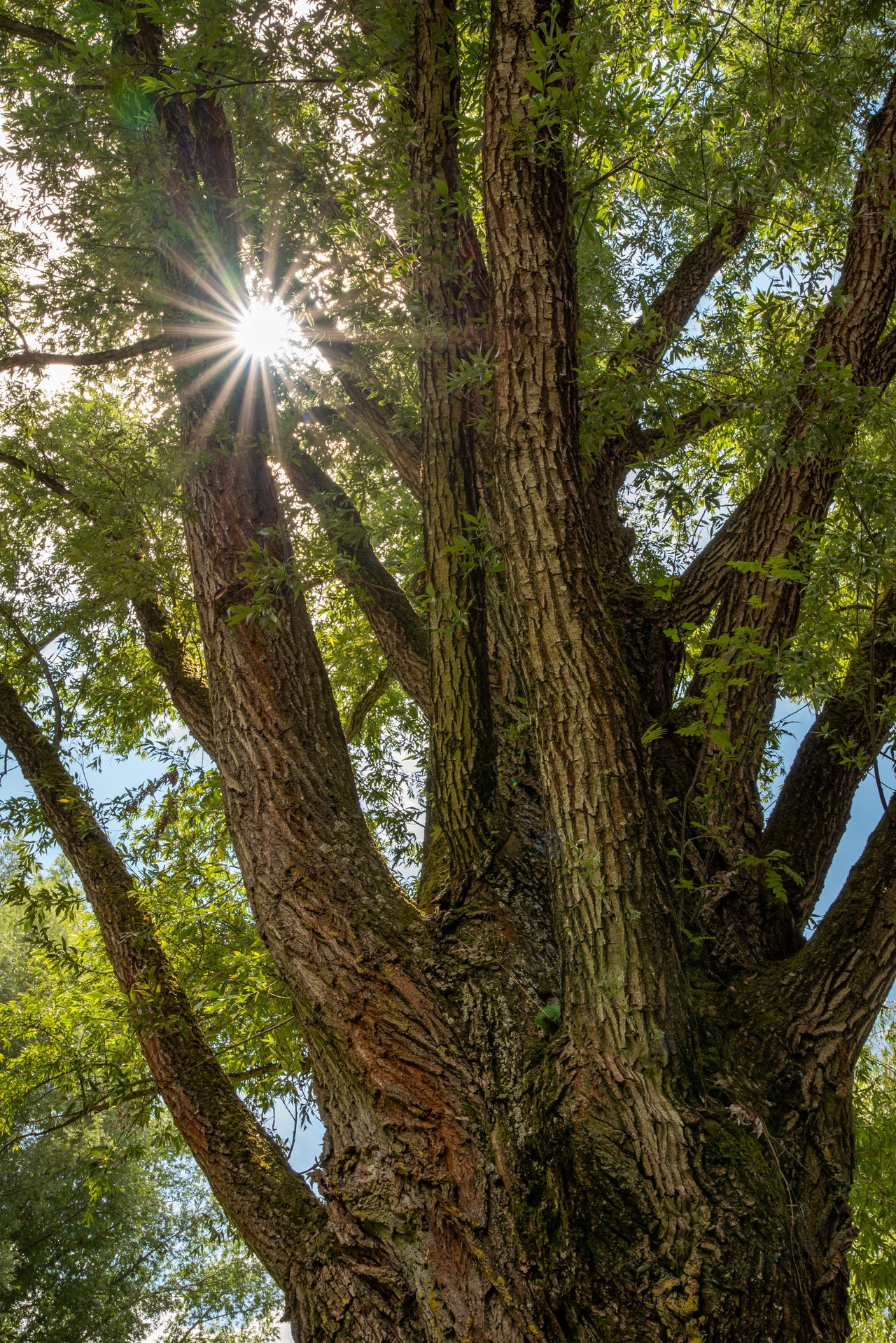 Blick in eine Baumkrone, durch deren Blätter die Sonnenstrahlen sichtbar sind