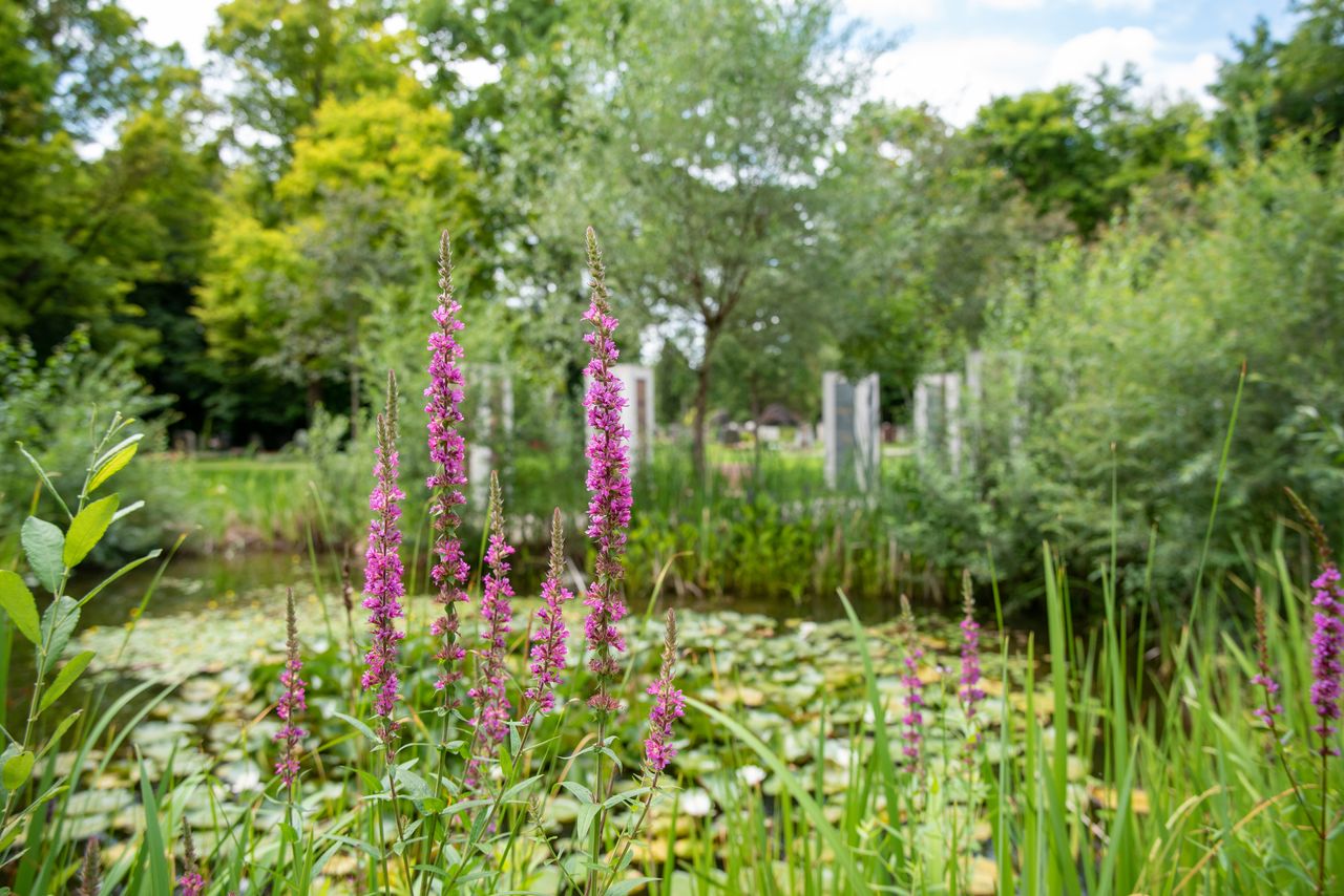 Idyllischer Teich mit Seerosen umgeben von Schilf und Gräsern auf dem Gröbenzeller Friedhof