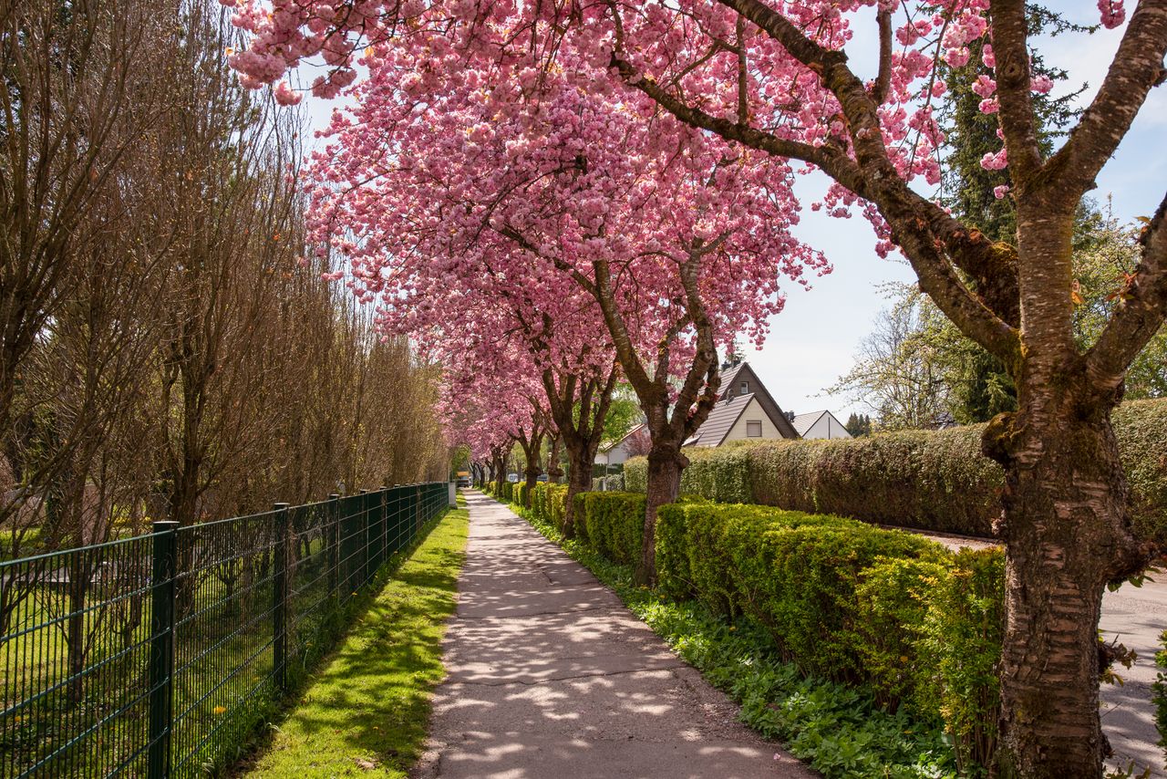 Eine Baumreihe japanischer Zierkirschen entlang einer Straße und eines Weges am Gröbenzeller Friedhof