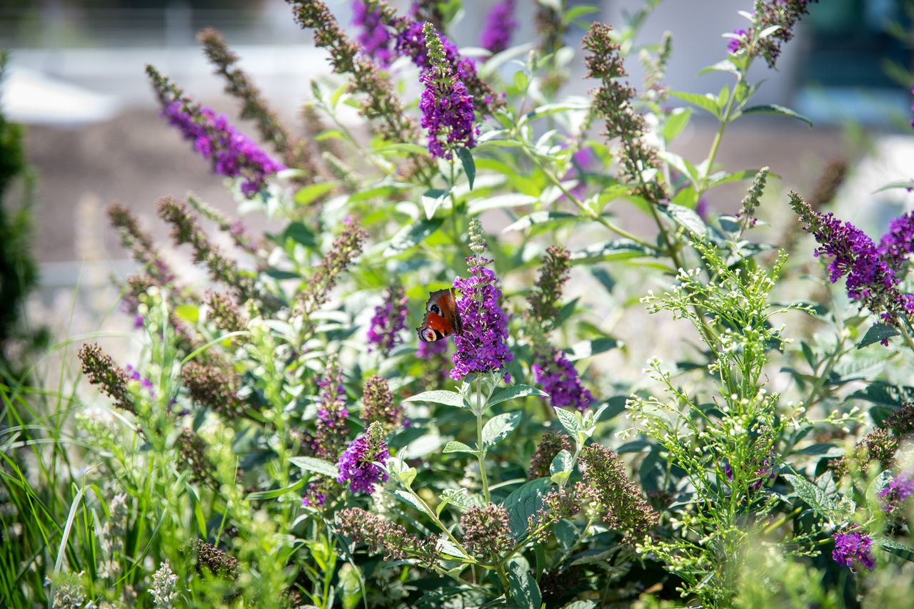 Nahaufnahme: Schmetterling sitzt in der Bepflanzung auf der Rathausterrasse