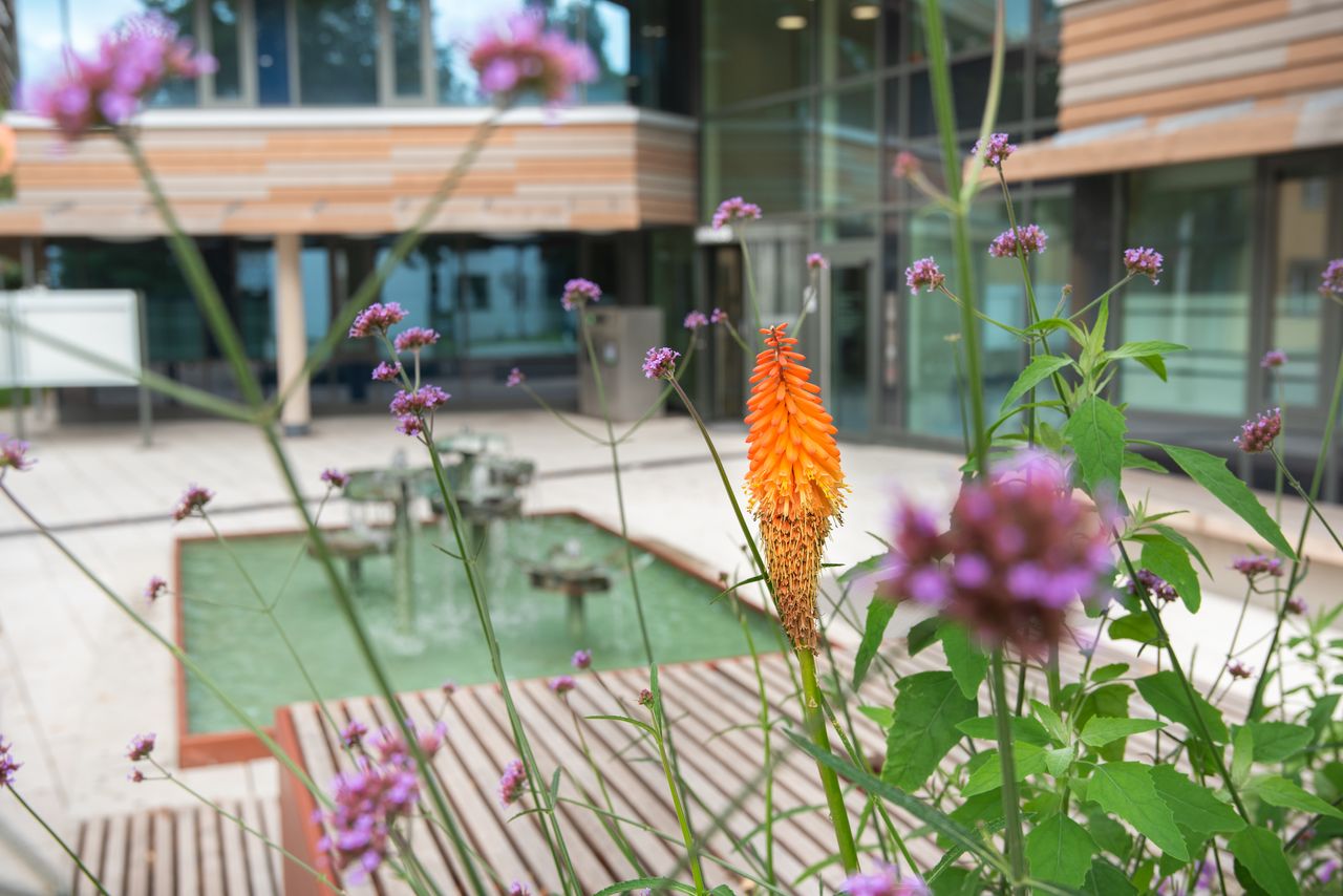 Außenansicht des Gröbenzeller Rathauses: im Vordergrund bunte Blumen aus dem Hochbeet in Nahaufname, der Rathauseingang im Hintergrund unscharf