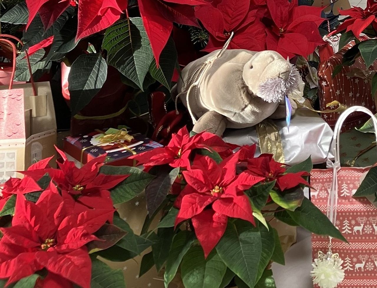 Nahaufnahme: Geschenke und Weihnachtssterne