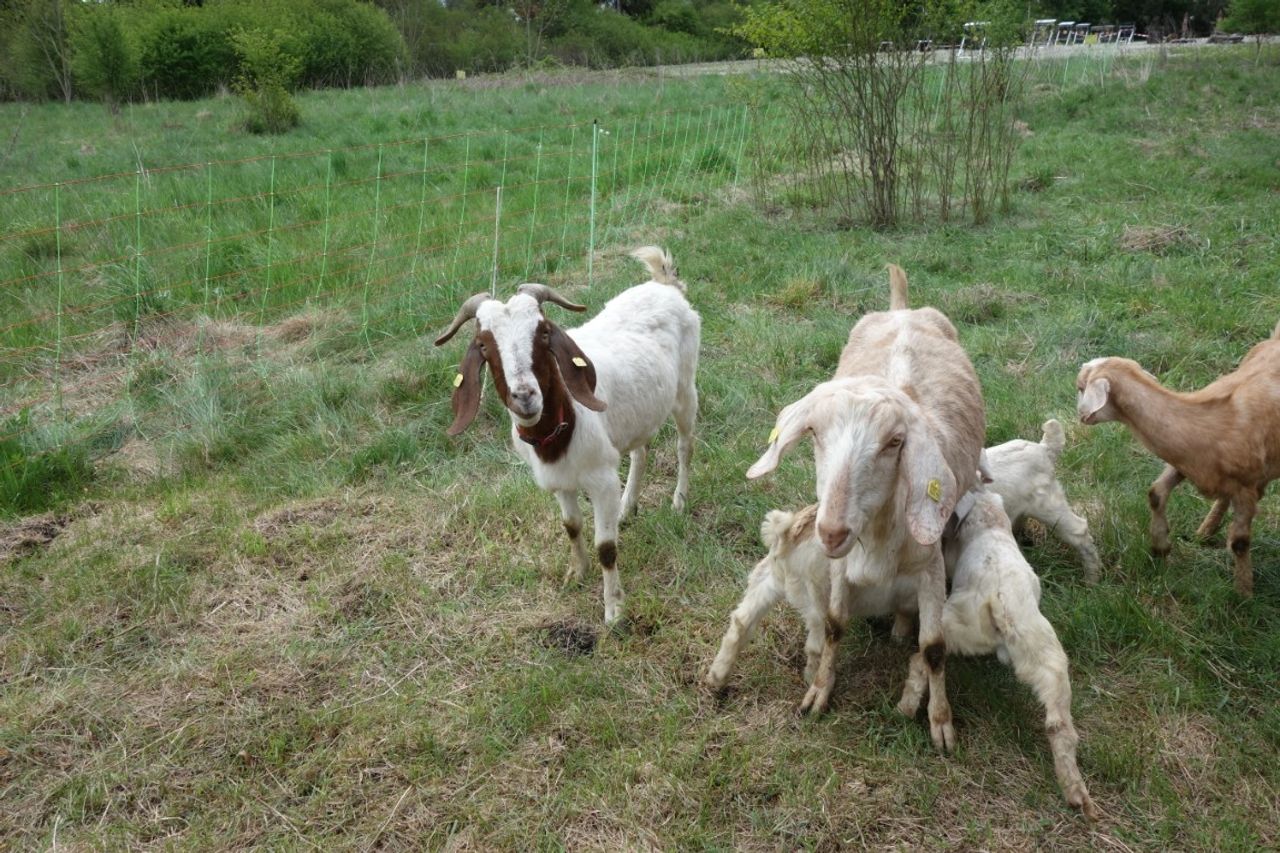 Foto von Ziegen