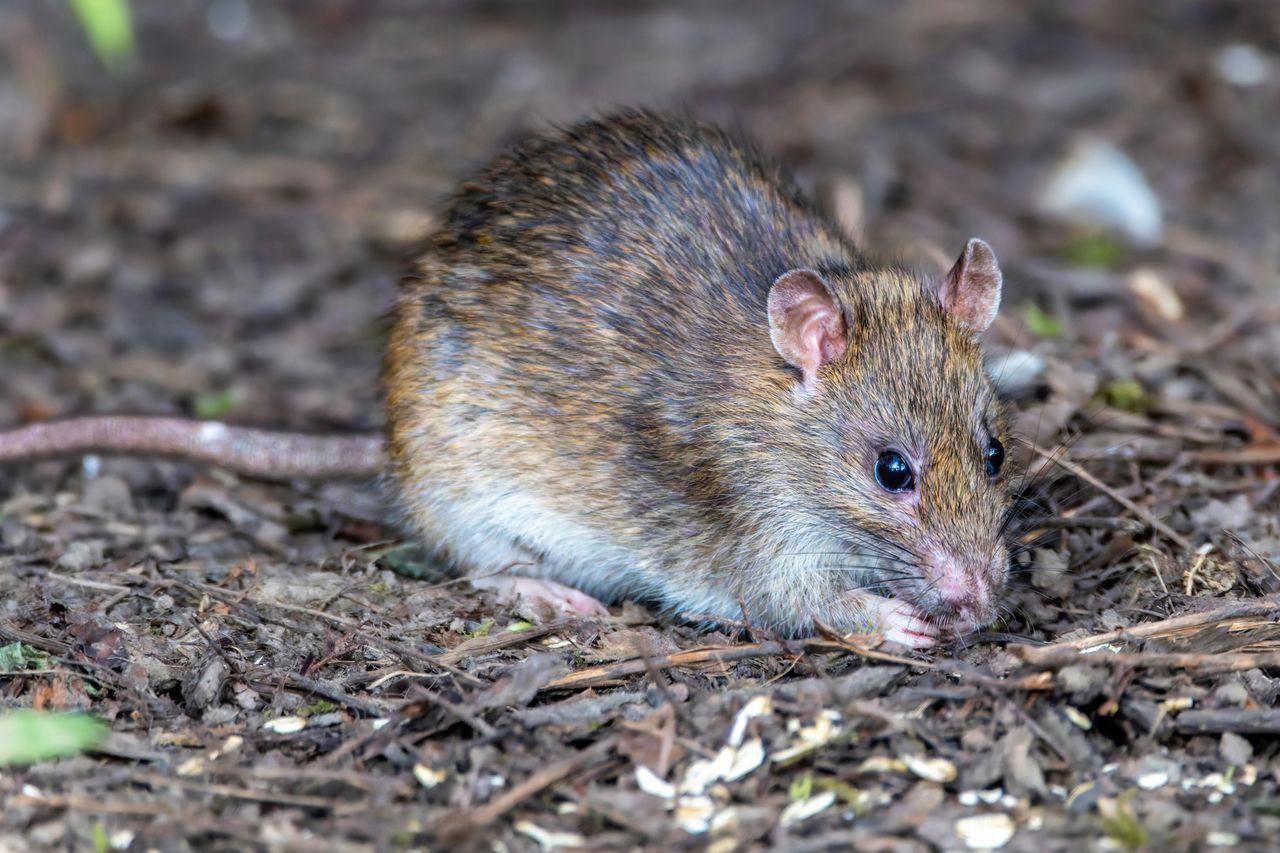 Ratte im Gehölz