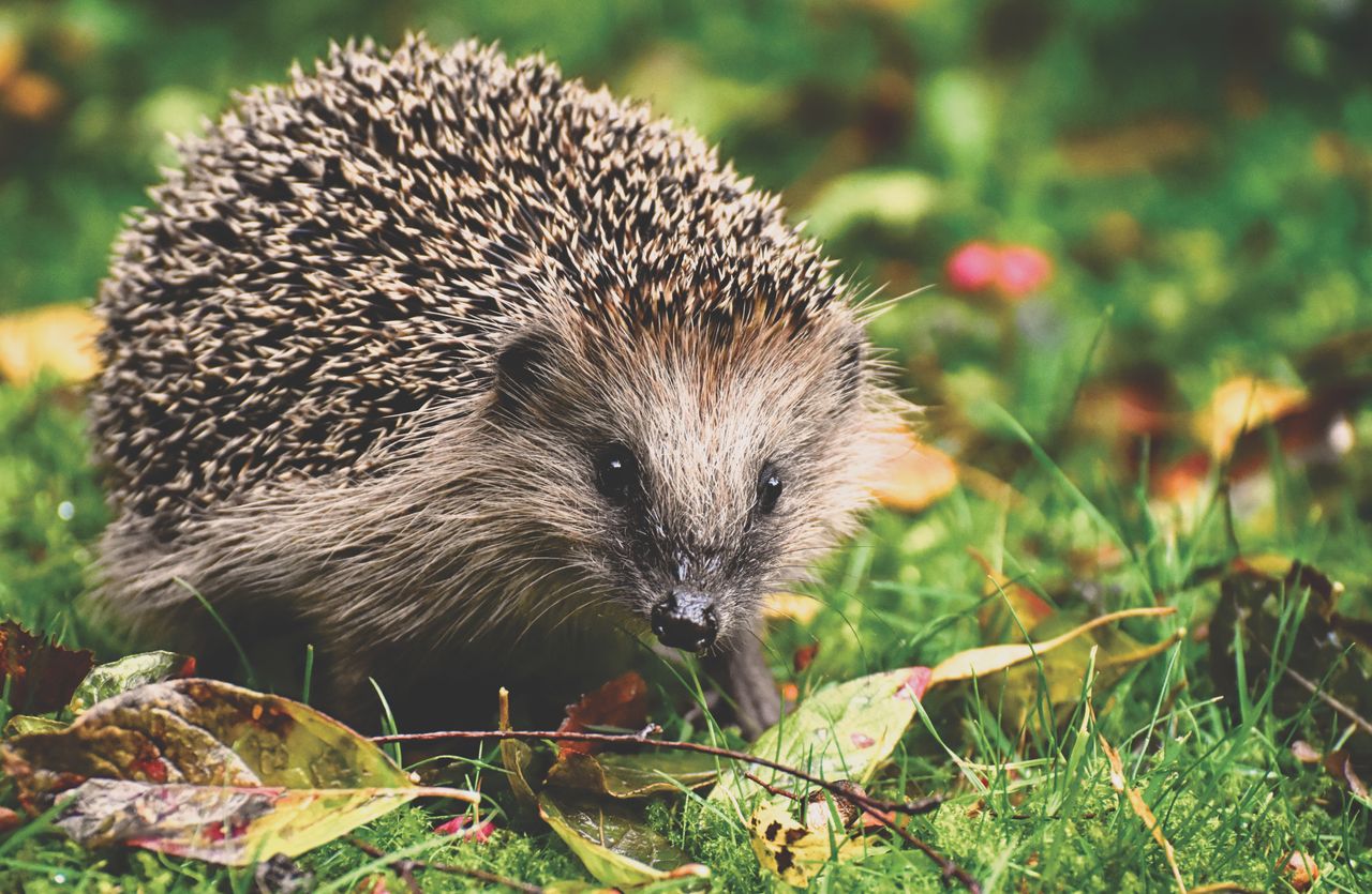 Igel in einem Garten, blickt in die Kamera. Um ihn herum Wiese und Blätter.