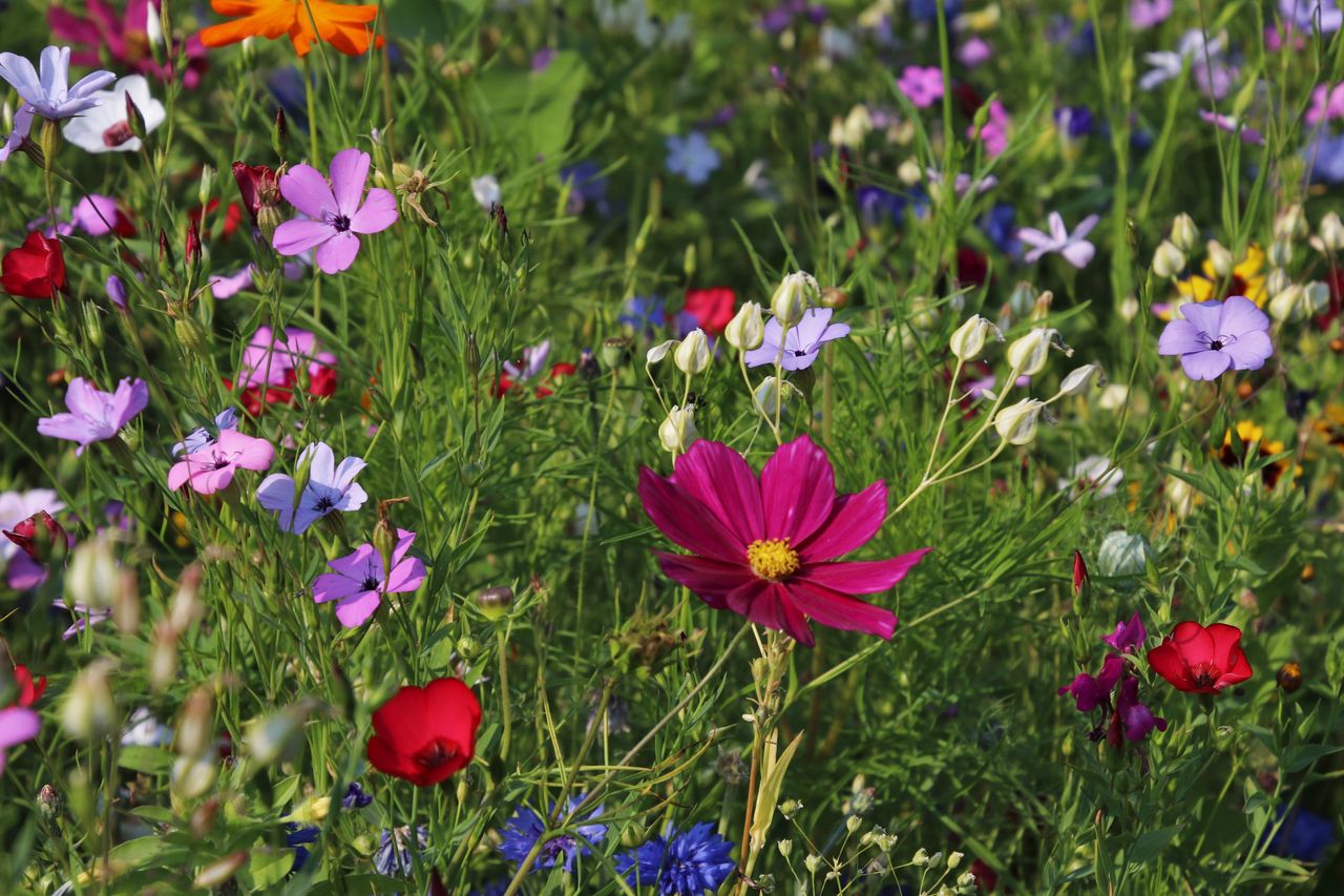 Blumenwiese mit Wildblumen in rosa, rot, blau, u.v.m.