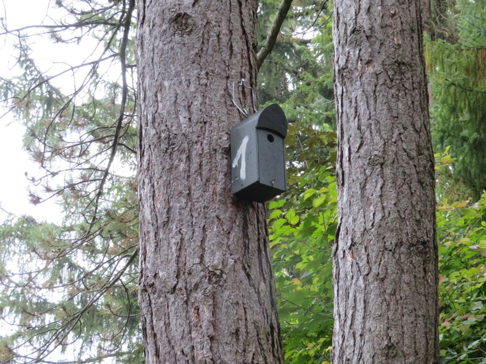 Vogel- und Fledermausnistkästen am Gröbenzeller Friedhof Vogelnistkasten an einem Baum auf dem Gröbenzeller Friedhof