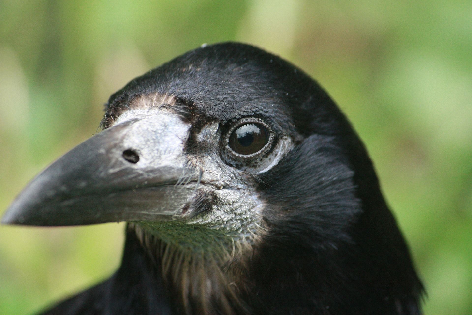 Bild einer Saatkrähe. Typisch: Der Fleck auf dem Schnabel.