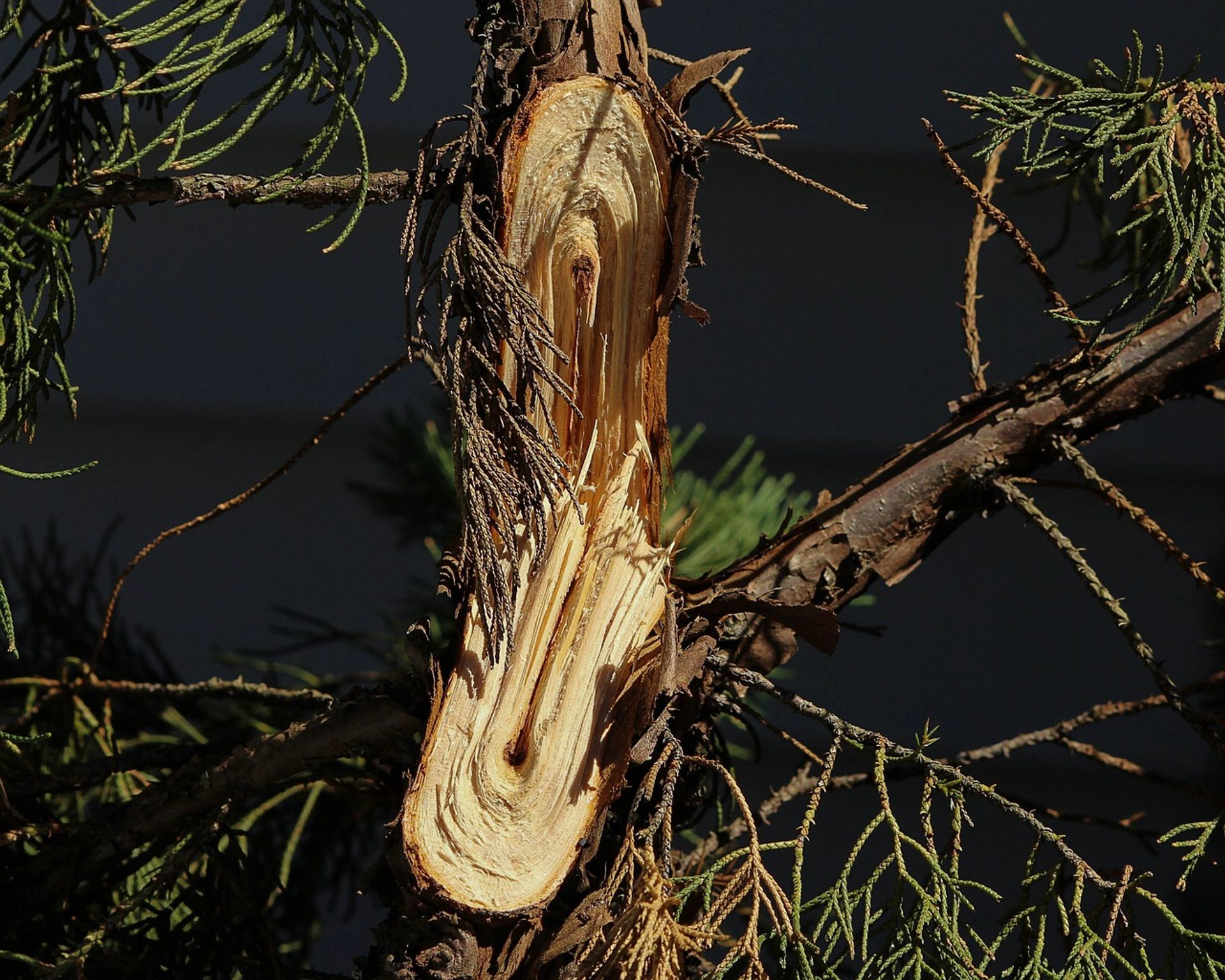 Priorisierung von Fällanträgen Nadelbaum mit Sturmschaden - abgebrochener Ast in Nahaufnahme