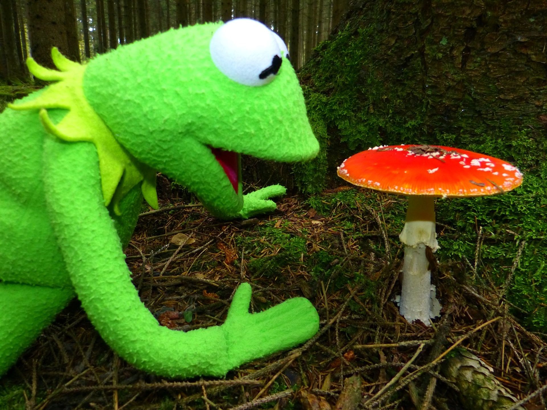 Kermit der Frosch schaut sich einen Fliegenpilz an