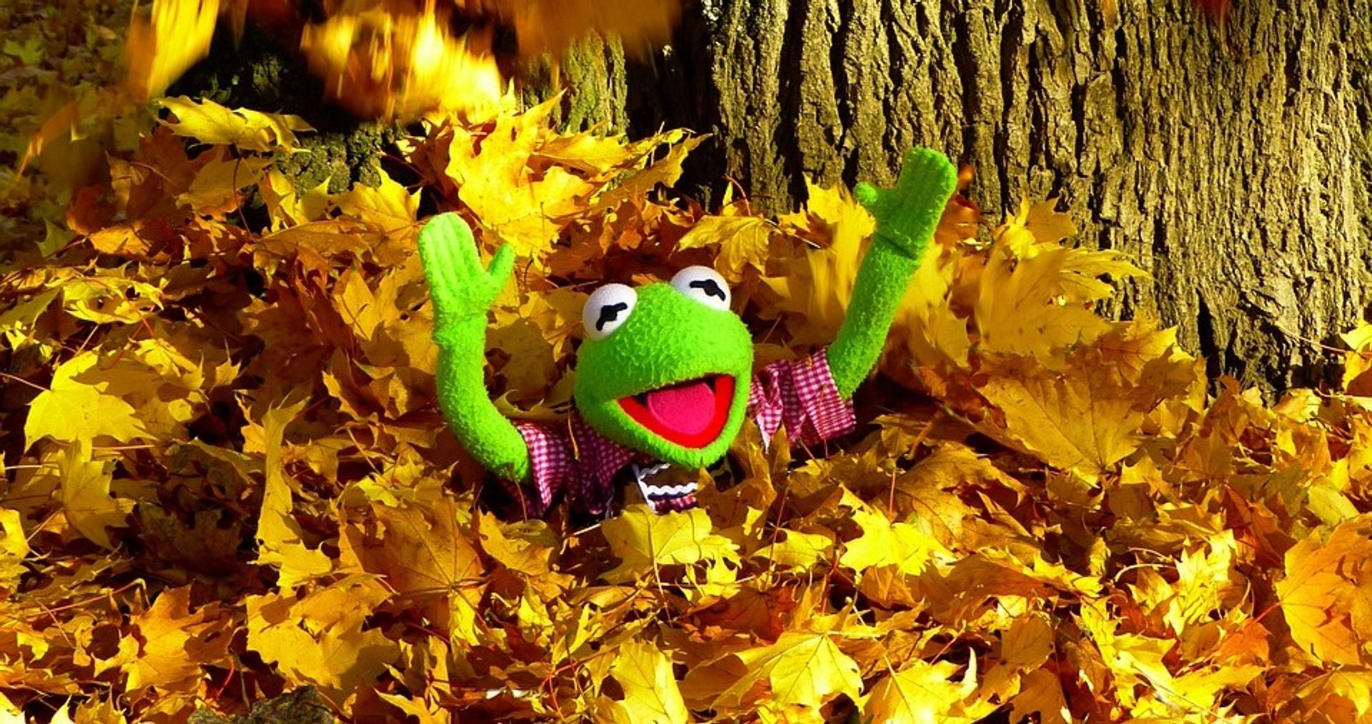 Impuls statt Schule – Buß- und Bettag in der JBS Kermit der Frosch wirft freudig Laub in die Luft