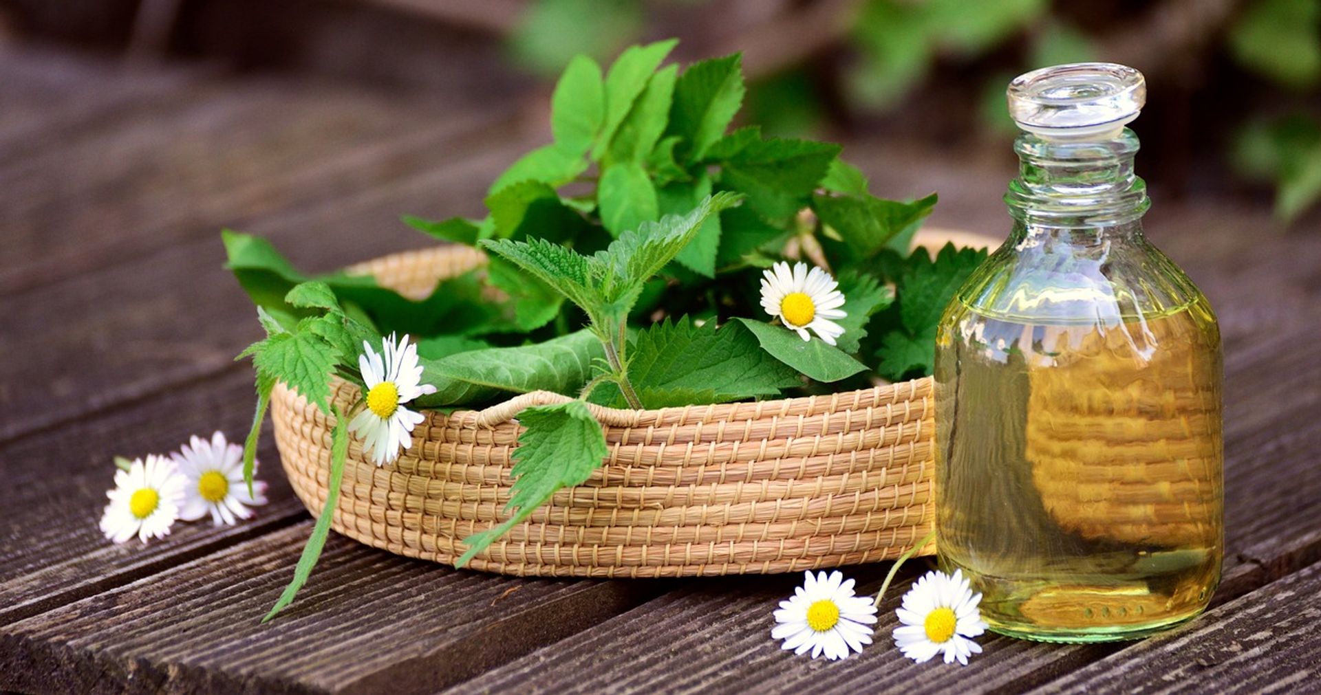 Naturmedizin selbst gemacht: Erkältungsbalsam (Kinderprogramm Impuls) Korb mit Pflanzen und Blumen auf einem Tisch mit einer Flasche Öl