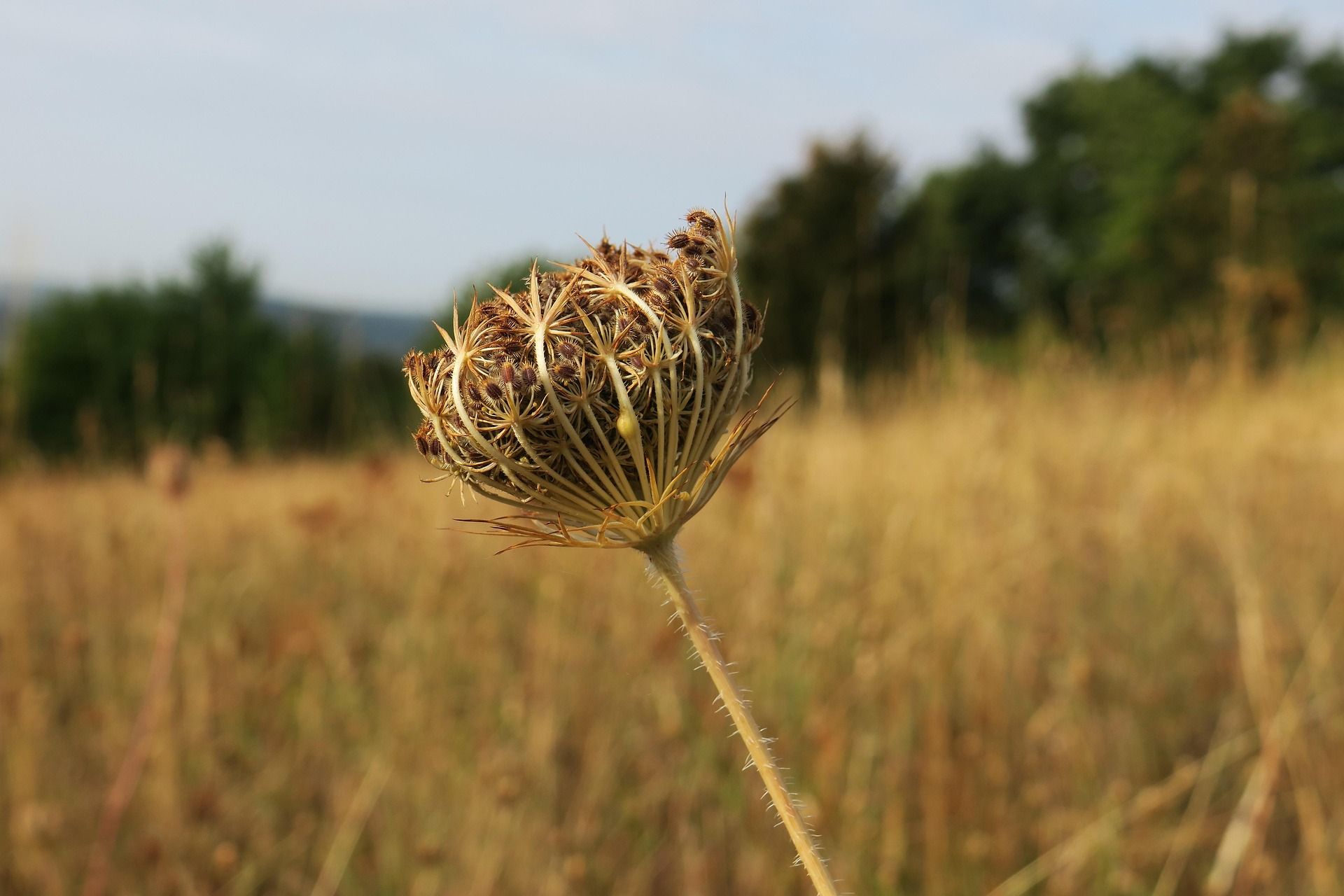 Seniorenwanderung im Oberland Foto einer Distel auf einem Feld