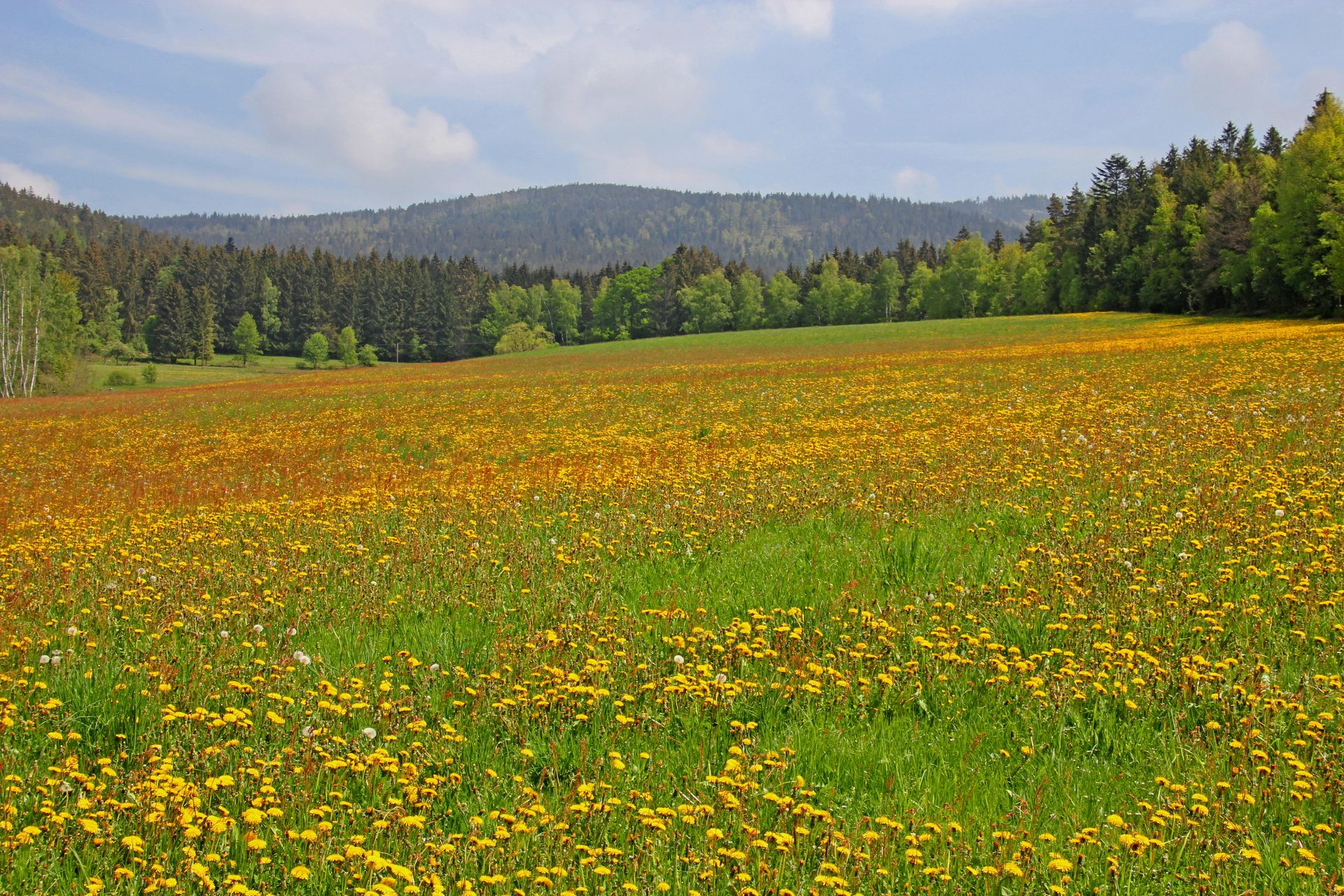 Foto einer Wiese mit viel Löwenzahn, also gelbe Blumen. Im Hintergrund Bäume und blauer Himmel.