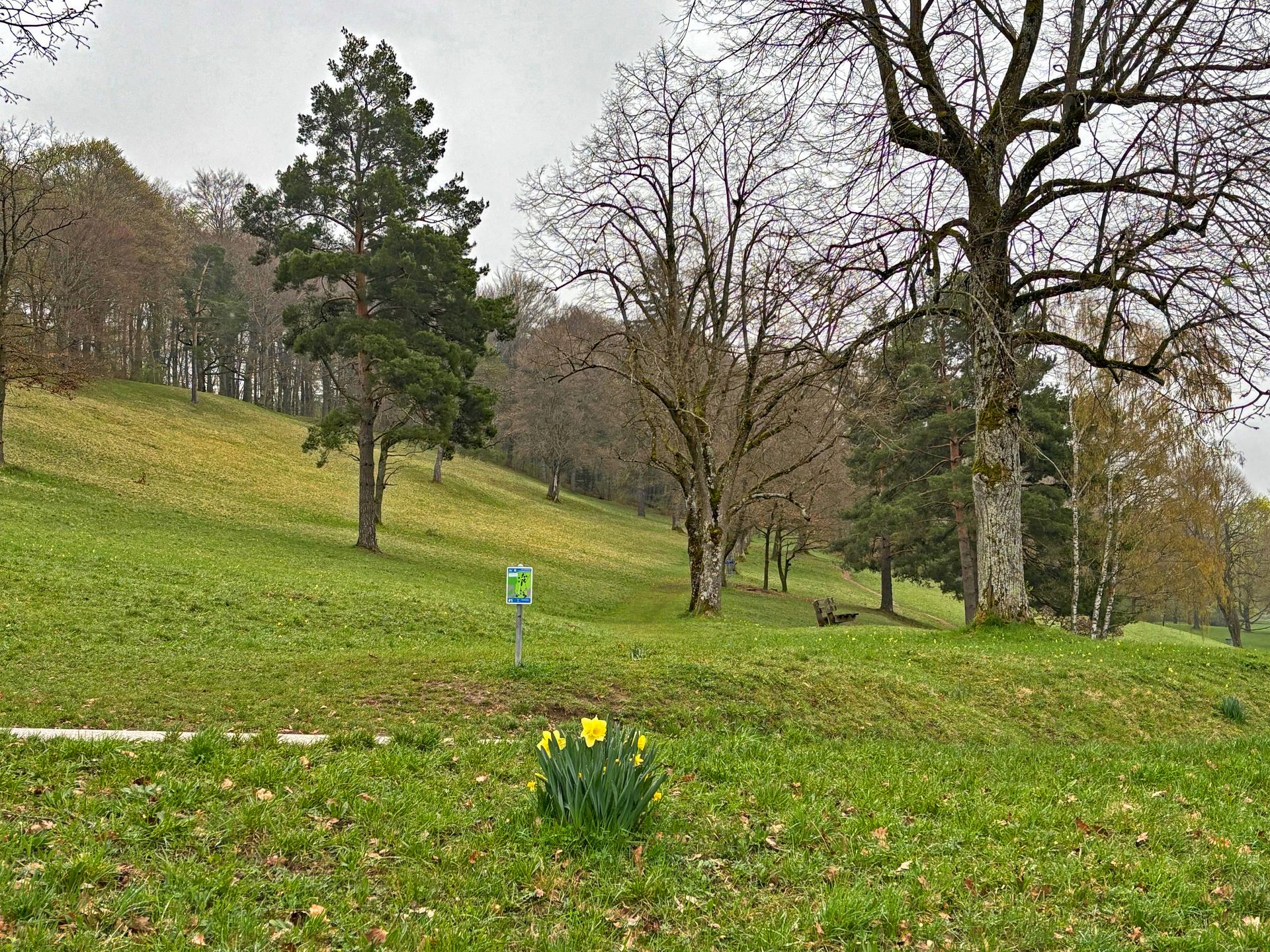 Bild einer Wiese mit Bäumen, Osterglocken blühen.