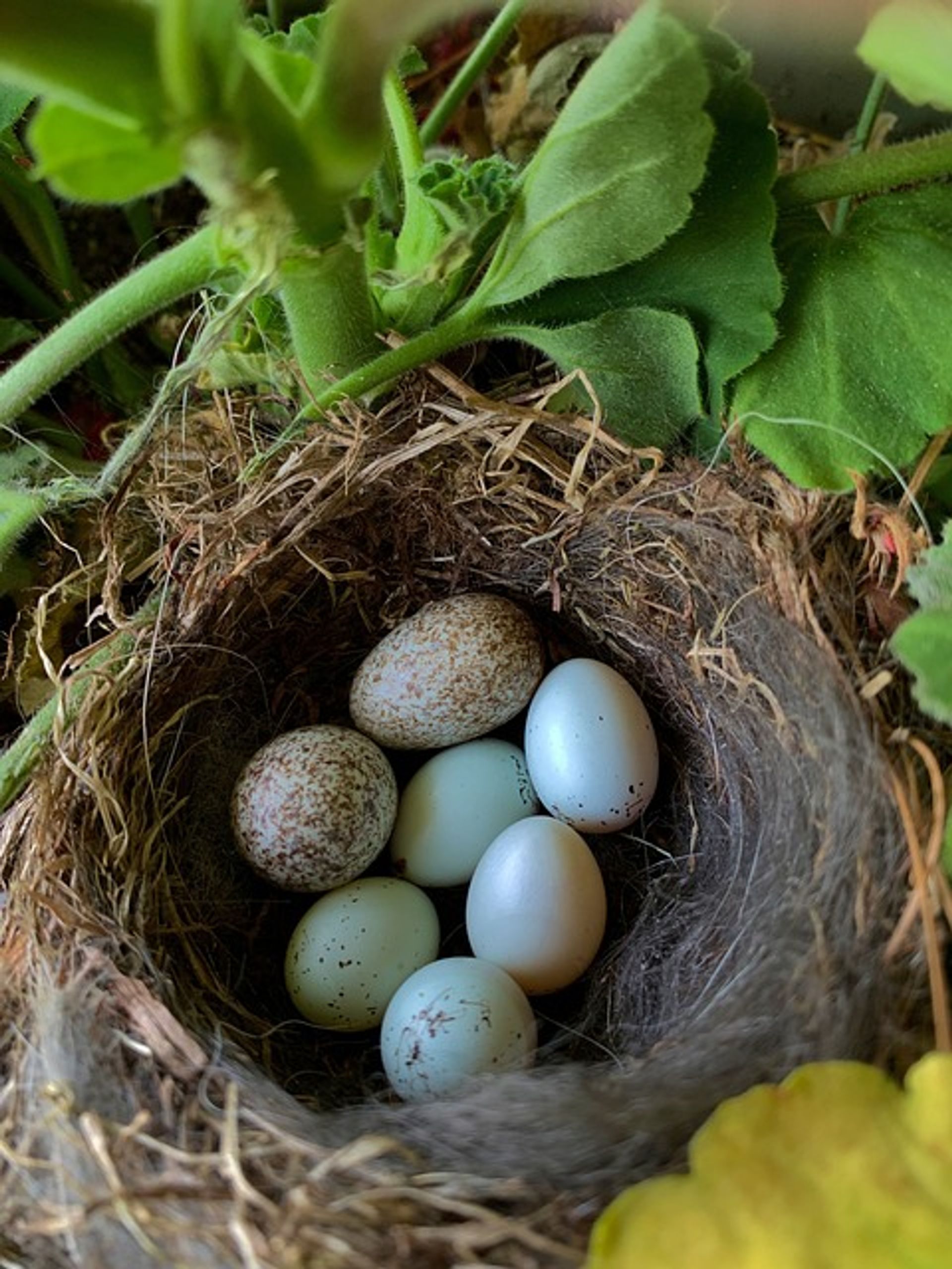 Mehrere gesprenkelte Eier liegen in einem Nest.