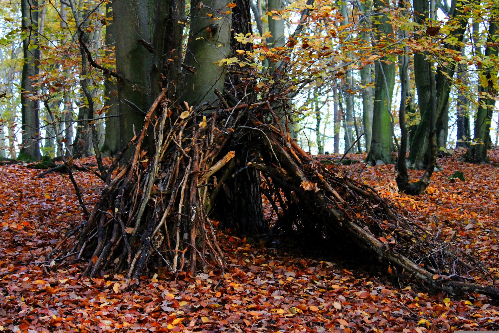 Lager aus Zweigen in einem Herbstwald auf einem Boden voller Blätter
