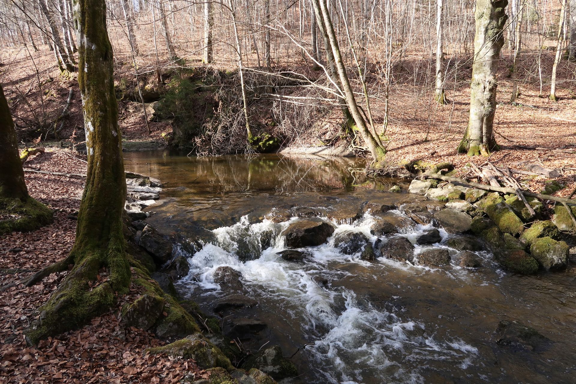Foto eines Bachs, Bäume, Laub