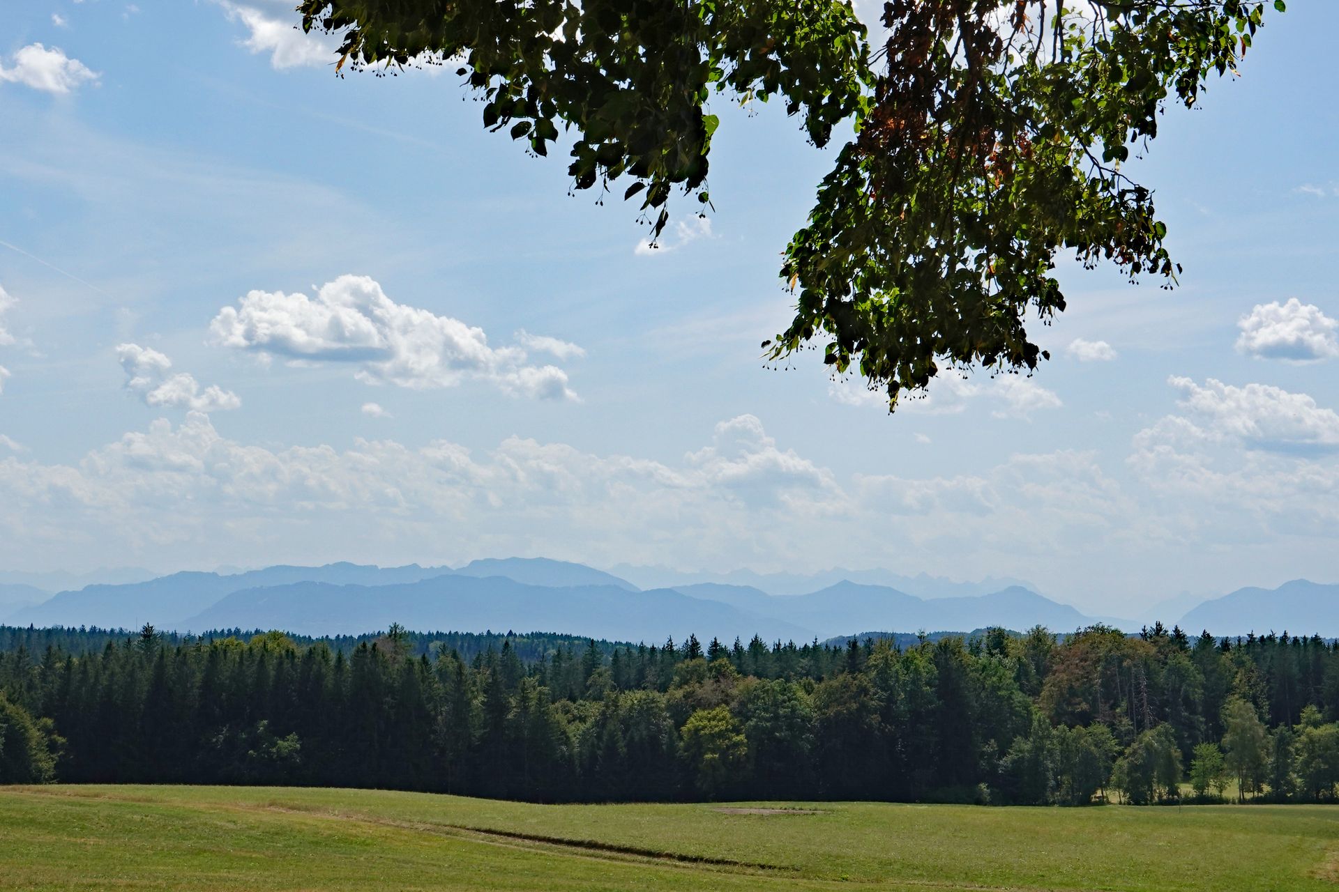 Grüne Landschaftsaufnahme rund um den Deininger Weiher.