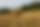 Foto einer Distel auf einem Feld