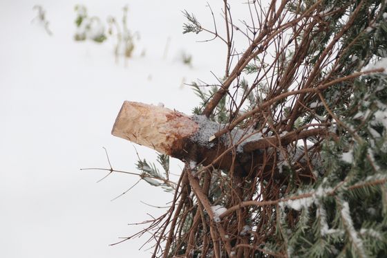 Abgeschmückter Christbaum, der seitlich im Schnee liegt - Nahaufnahme des unteren Teils