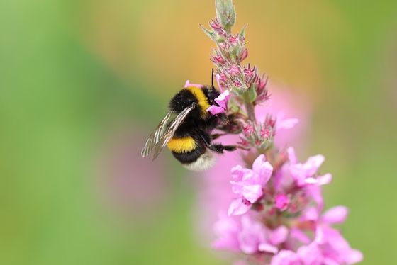Was kreucht und fleucht denn da? Hummel an rosafarbenem Salbei.