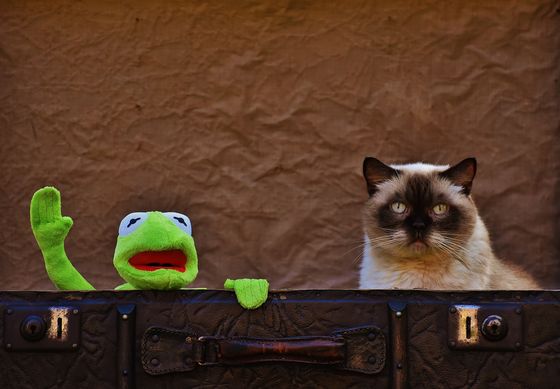 Kermit der Frosch und eine Katze