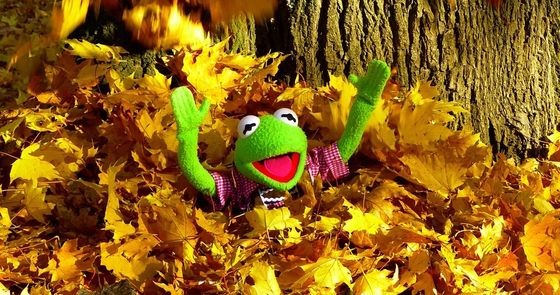 Impuls statt Schule – Buß- und Bettag in der JBS Kermit der Frosch wirft freudig Laub in die Luft
