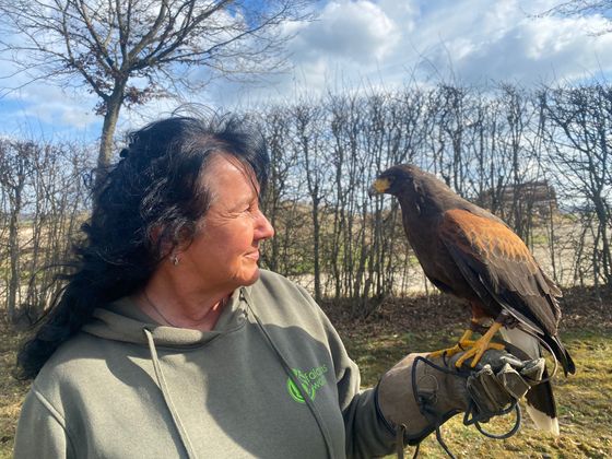Falknerin Rita Kalmbach mit Wüstenbussard Gonzo