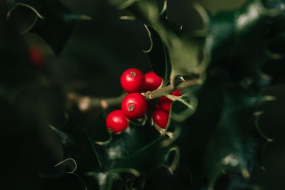 Foto roter Beeren an einer Pflanze, weihnachtliches Motiv.
