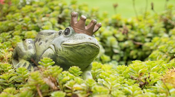 Ein Grasfrosch mit goldener Krone sitzt in einem Sukkultentenbeet.