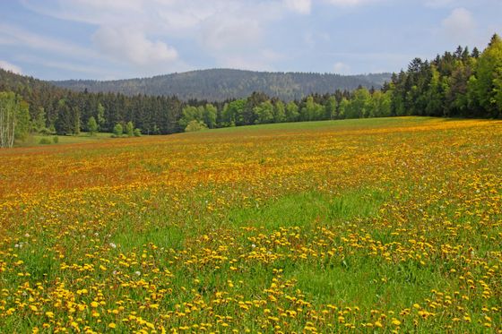 Foto einer Wiese mit viel Löwenzahn, also gelbe Blumen. Im Hintergrund Bäume und blauer Himmel.