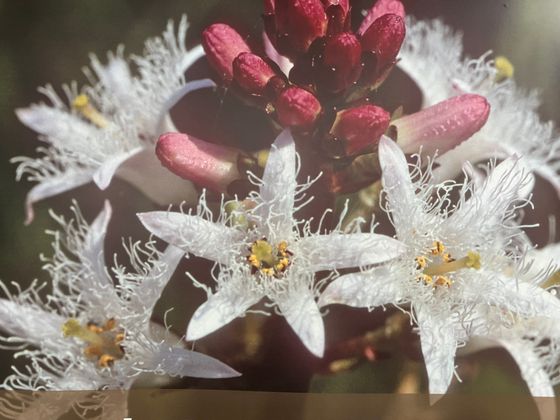 Bildausschnitt eines Roll-Ups mit Blüten in weiß und rosa.
