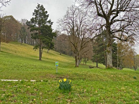 Bild einer Wiese mit Bäumen, Osterglocken blühen.