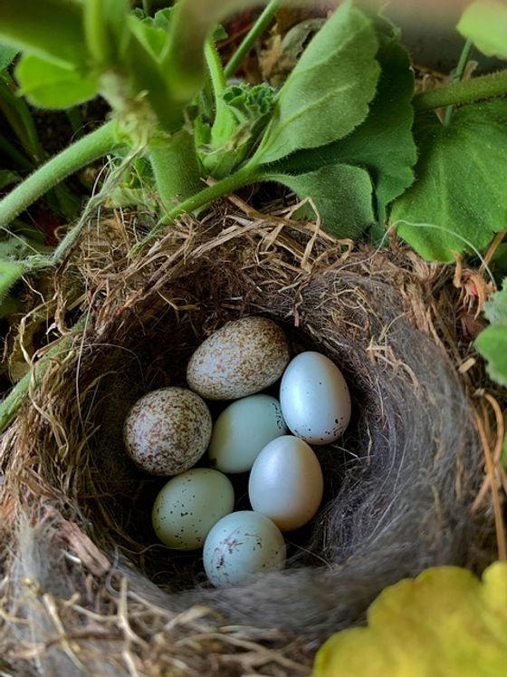 Mehrere gesprenkelte Eier liegen in einem Nest.