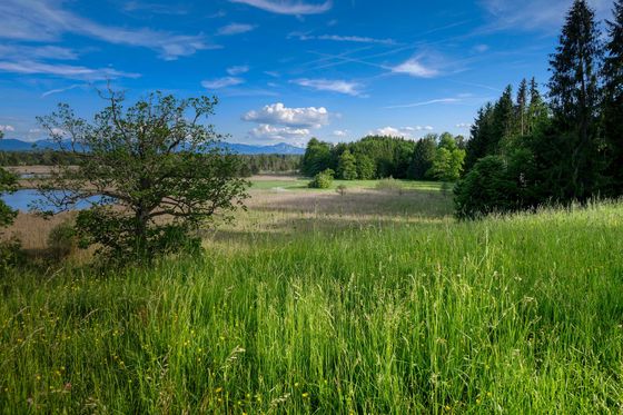 Landschaftsfoto des Voralbenlands: Wiese, See, viel Grün.