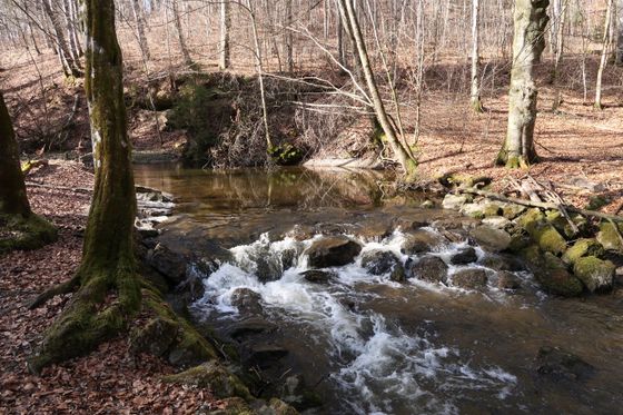 Foto eines Bachs, Bäume, Laub