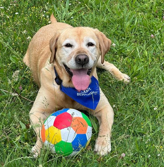 Ein goldener Labrador liegt mit heraushängender Zunge auf einer Wiese. Um den Hals trägt er ein blaues halstuch der Malteser. Vor ihm liegt ein bunter Fußball.