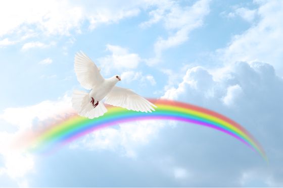 Eine Taube fliegt vor einem Regenbogen in einem blauen Himmel mit weißen Wolken