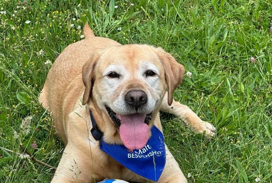 Ein blonder Labrador liegt mit heraushängender Zunge auf einer Wiese. Um den Hals trägt er ein blaues Halstuch der Malteser.