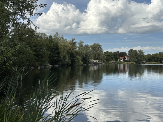 Ansicht des Weßlinger Seeufers, im Vordergrund Schilfgras