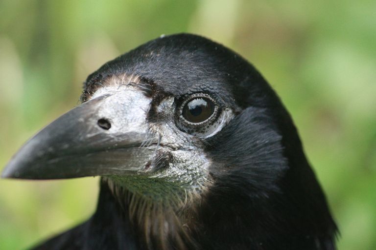 Bild einer Saatkrähe. Typisch: Der Fleck auf dem Schnabel.